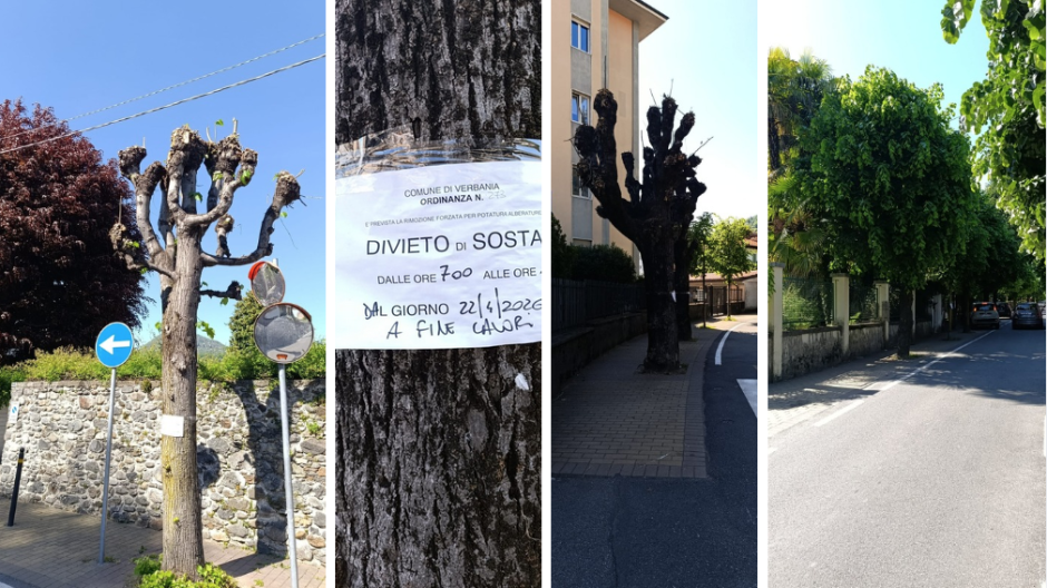 Viale San Giuseppe, potature nel mirino: “A rischio piante e nidi”